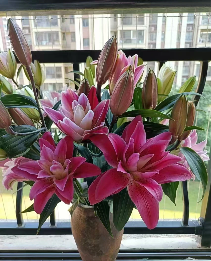 【买百合选林冲】玫瑰夫人重瓣香水百合 高级质感 上色好 易开