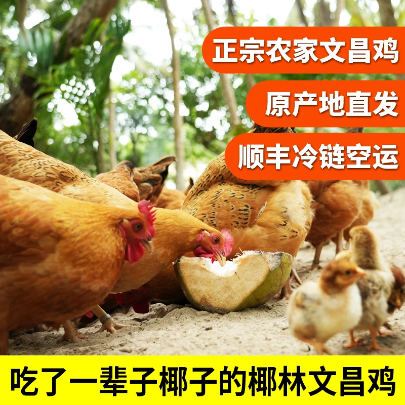 吃椰子长大的文昌鸡/传统喂养/生鲜整鸡150天以上出栏/原产地发货