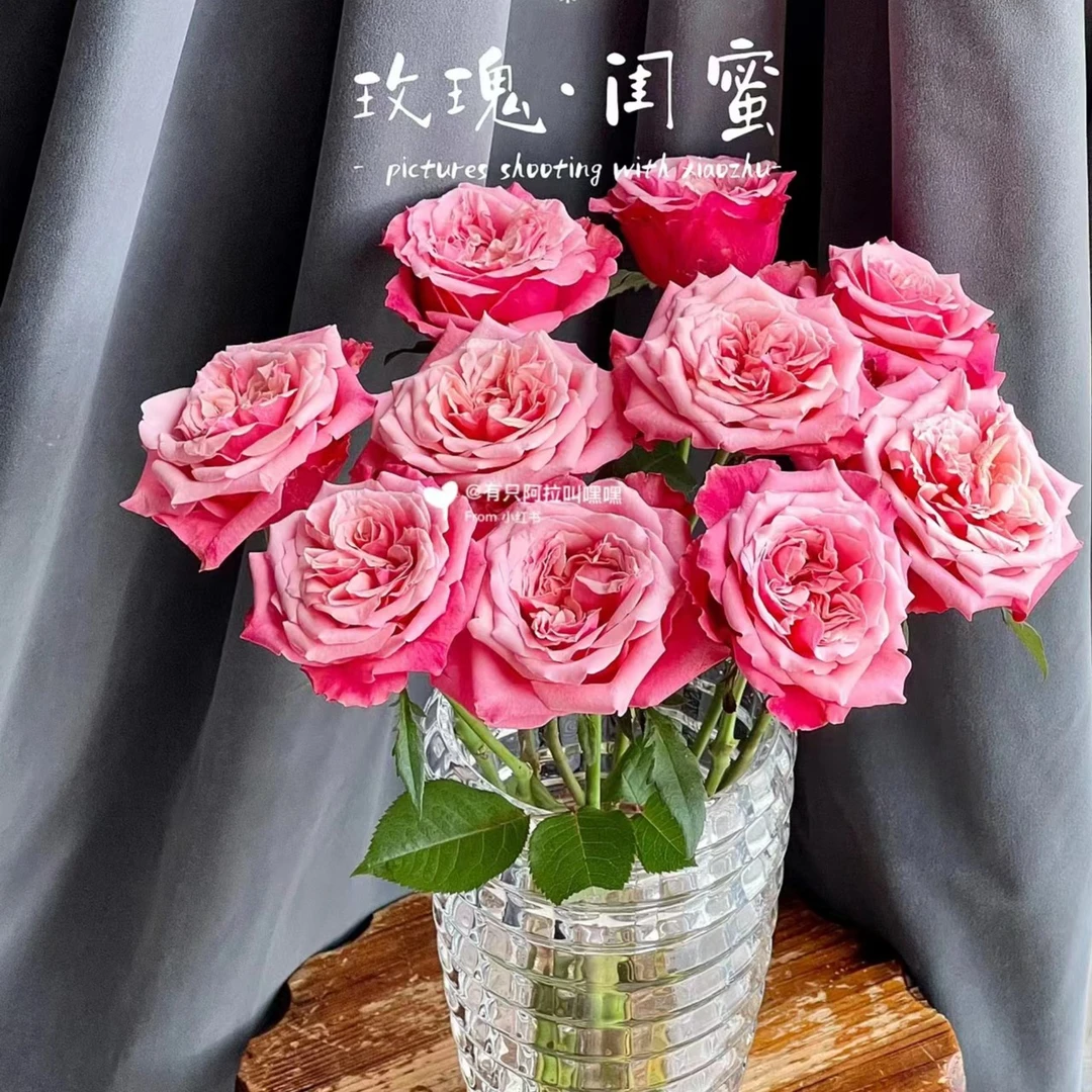 【开花绝美】闺蜜玫瑰   天冷地区拍保温 不拍冻坏不售后