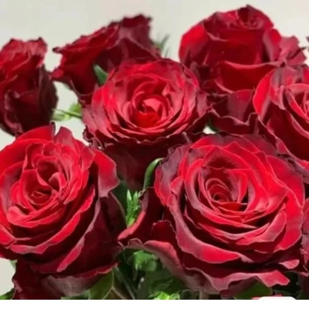 传奇玫瑰   云南基地直发  任意两单起发