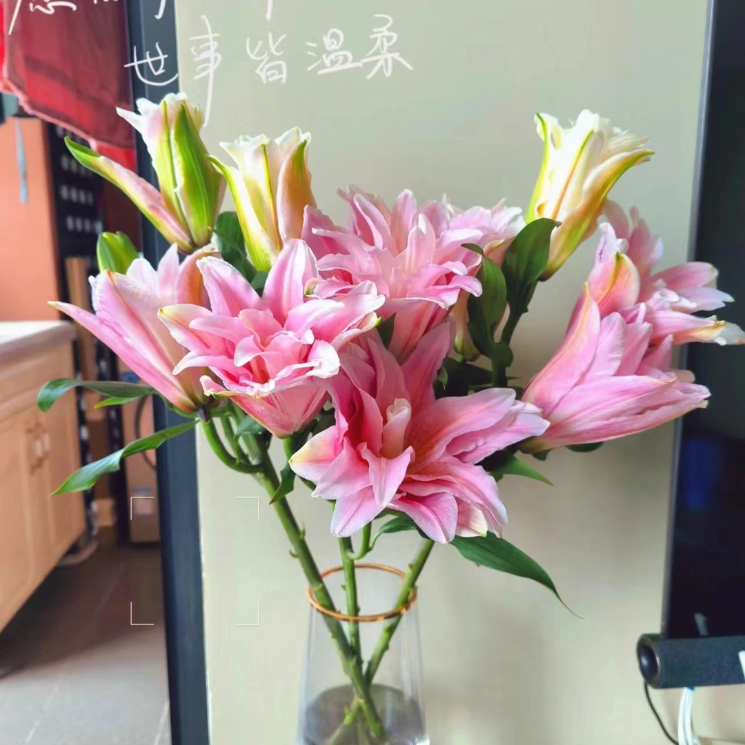 【 重瓣】   5支2头富安娜百合 云南基地直发