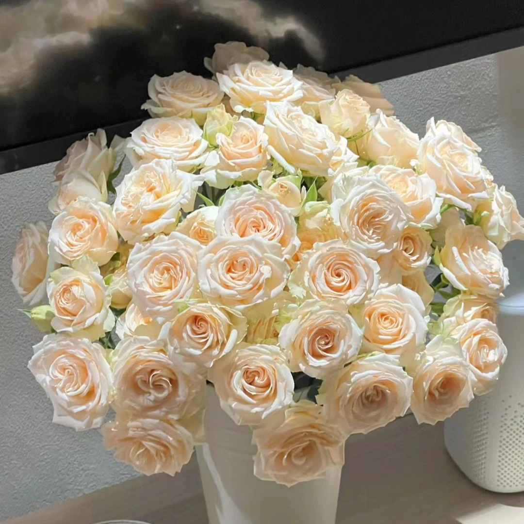 10支翠妮缇  --多头玫瑰  云南基地直发 任意两单起发