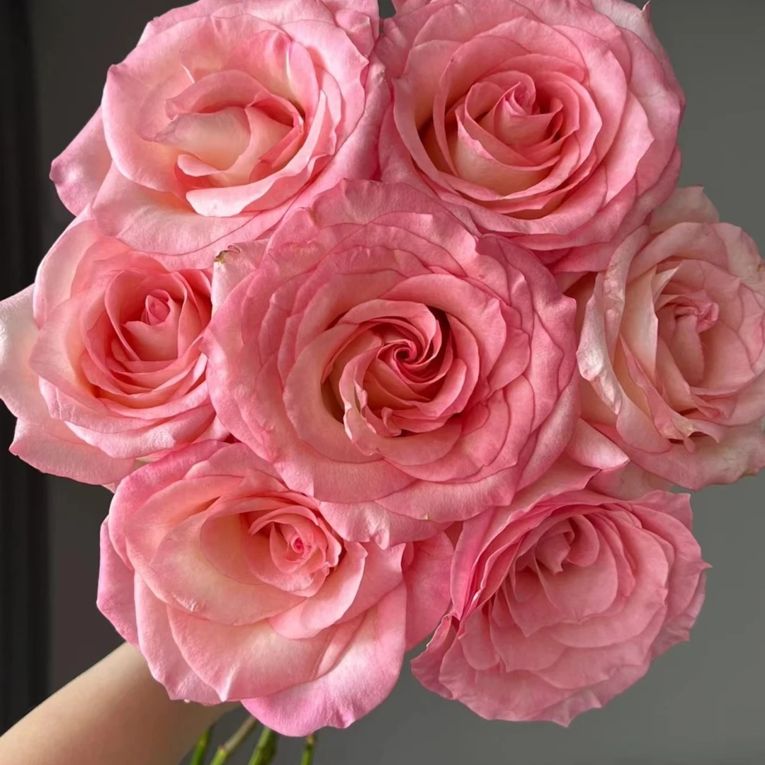 武媚娘  --单头玫瑰 天冷地区拍保温 不拍冻坏不售后