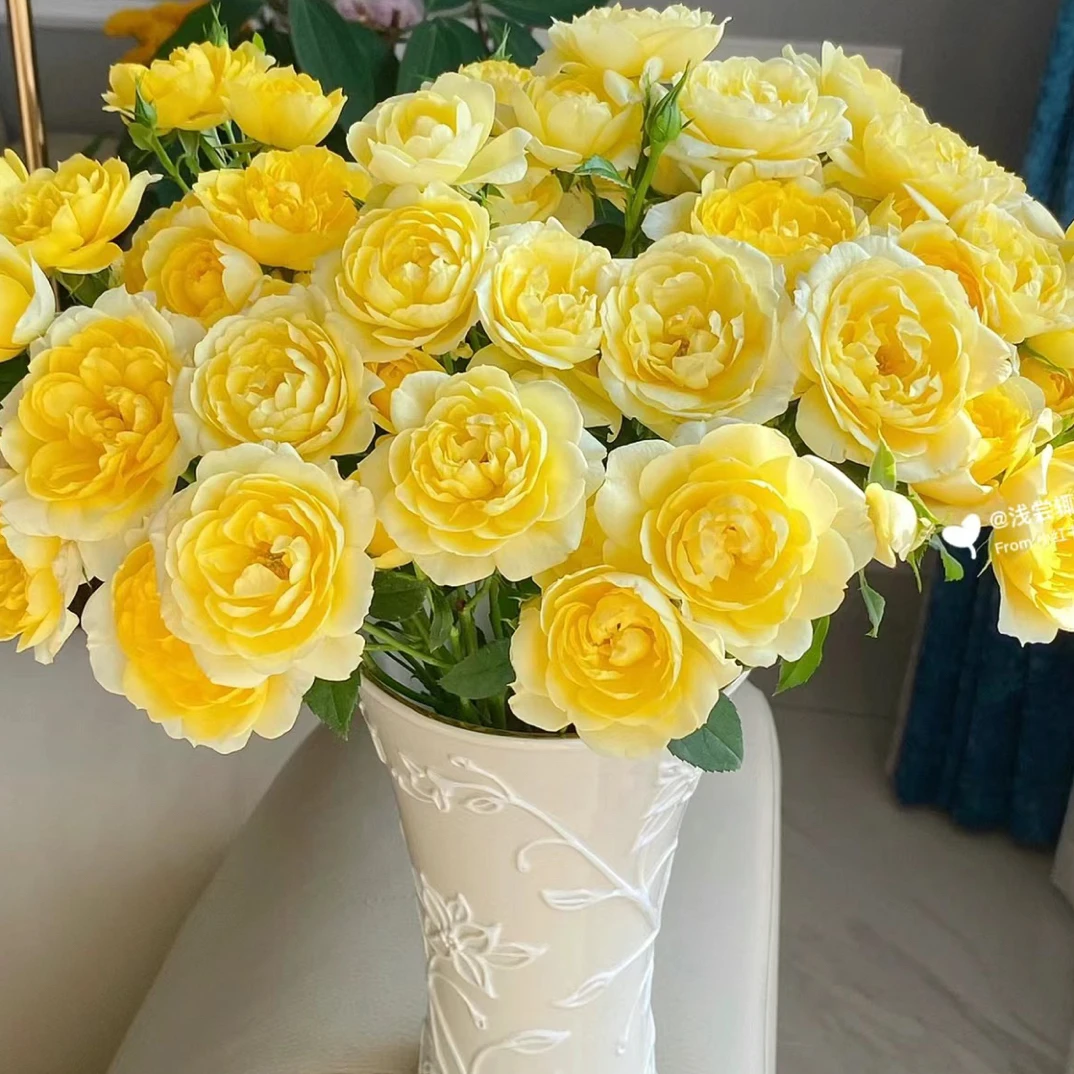 10支柠檬汁阳台 --多头玫瑰  一单中通冷链 2单顺丰 【10%不售后】
