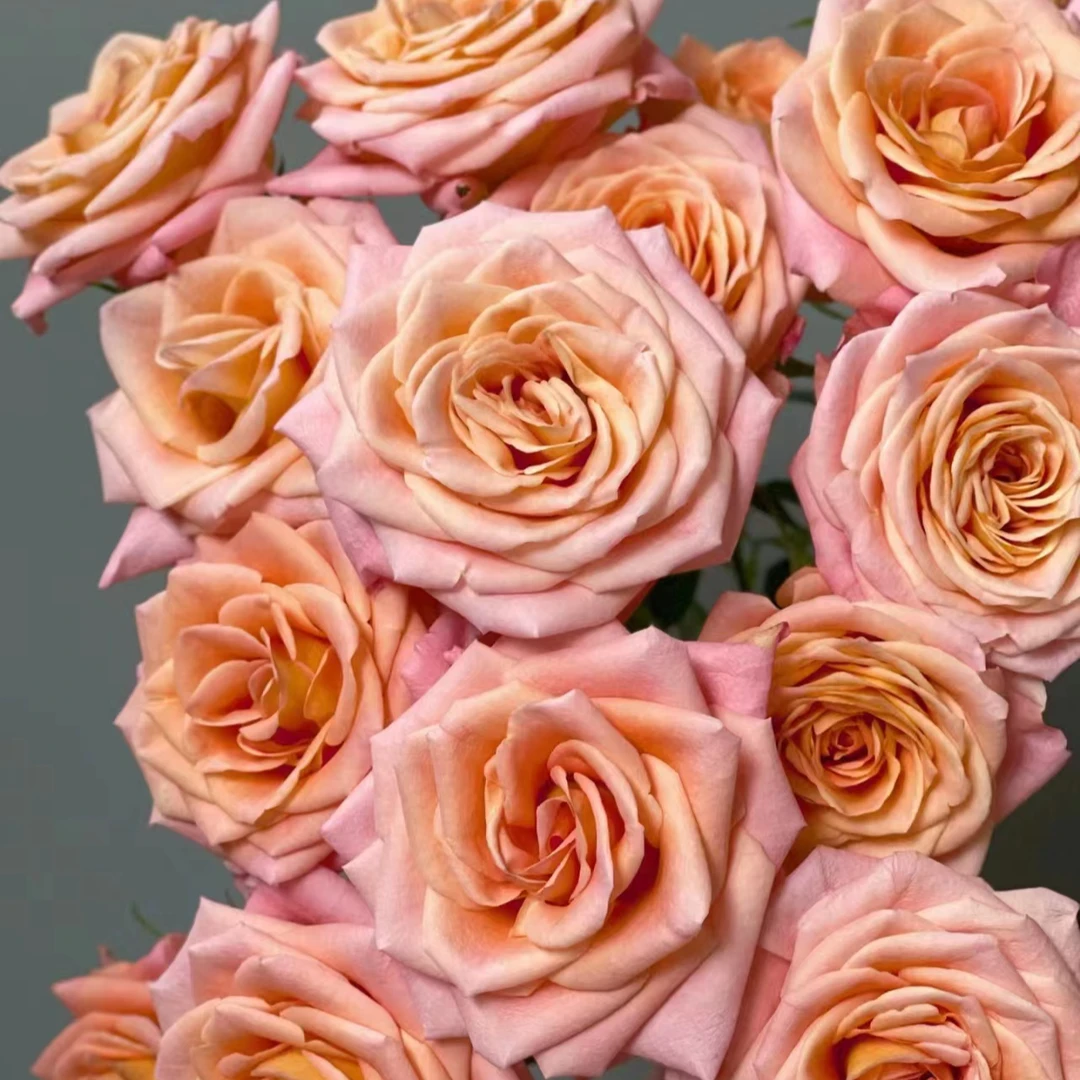 奥林匹克爱人  泡泡玫瑰 云南基地直发 10%不售后