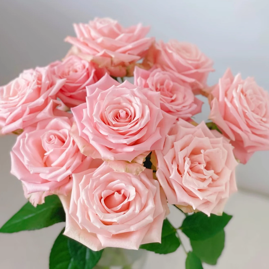 【超长花期】10支杏仁奶糖玫瑰 云南基地直发