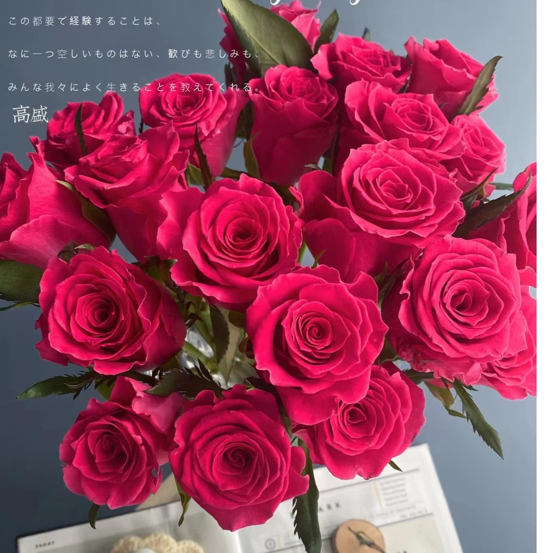 高盛 玫瑰 云南基地直发