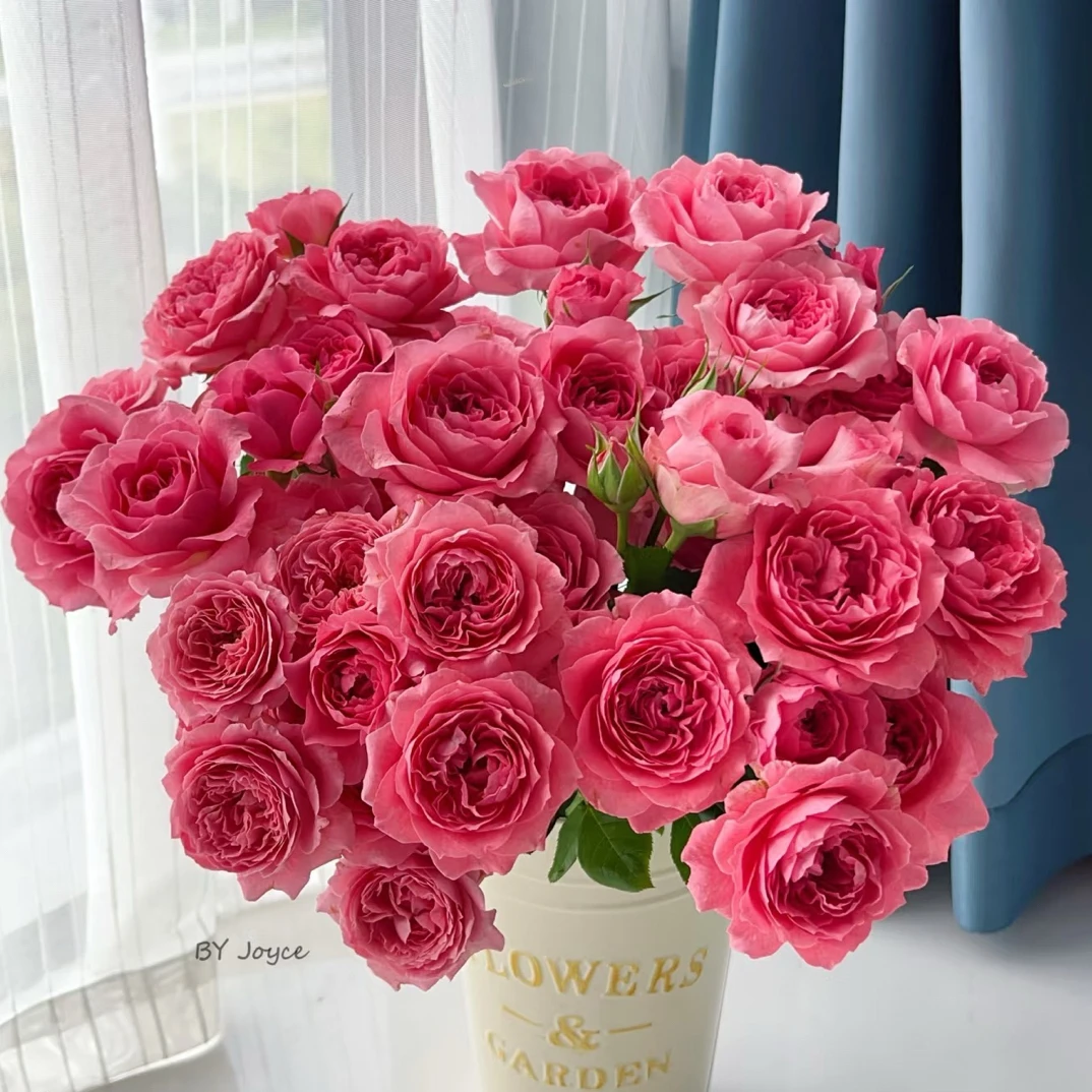 10支珊瑚果冻多头 玫瑰   云南基地直发 任意两单起发