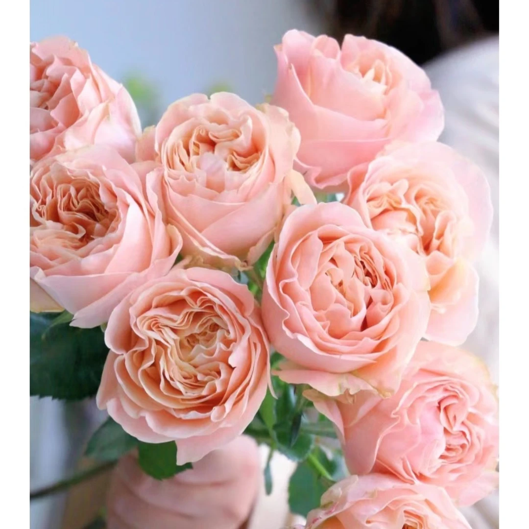 10枝夏日恋情 玫瑰 云南基地直发