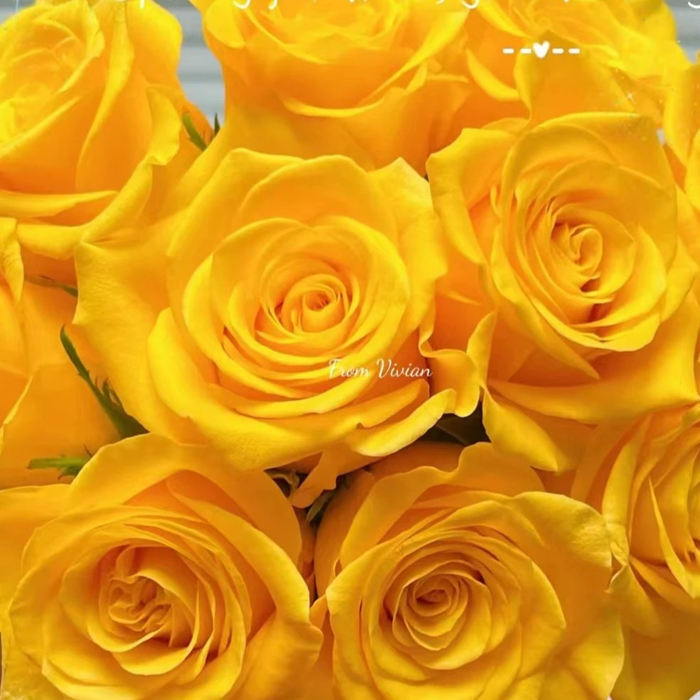 契机  玫瑰  天冷地区拍保温 冻坏不售后