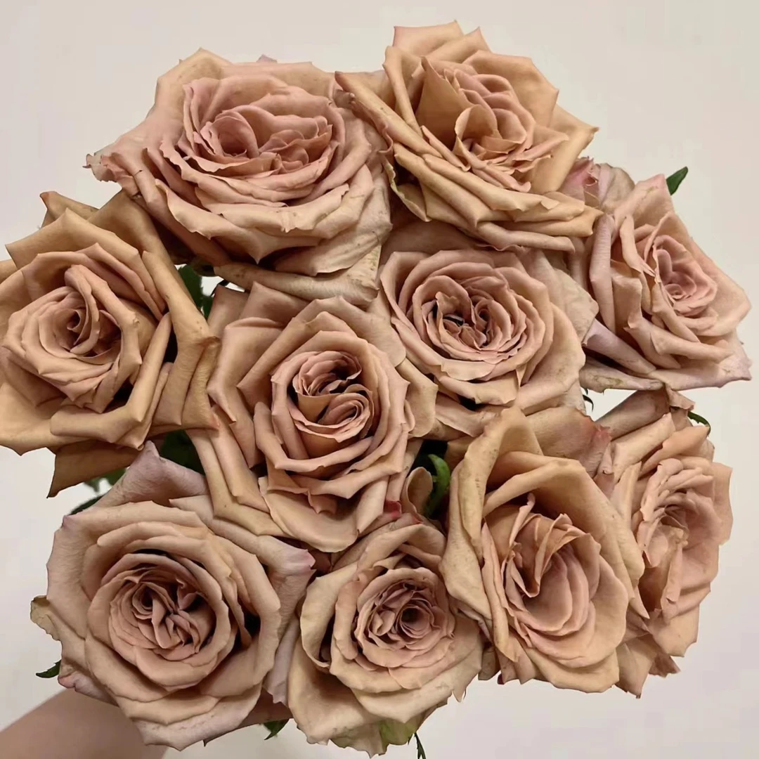 摩卡  玫瑰 小花头 两单起发顺丰发货