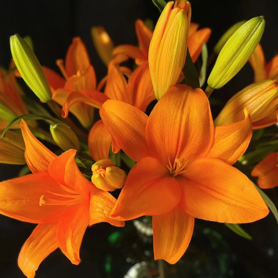 橙色梦想   亚百合无香型  云南基地直发