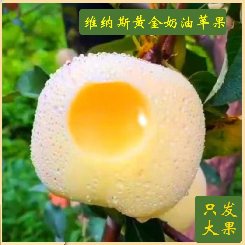 【烟台奶油苹果】脆甜多汁脆香甜正宗奶油富士整箱净重3/5斤！