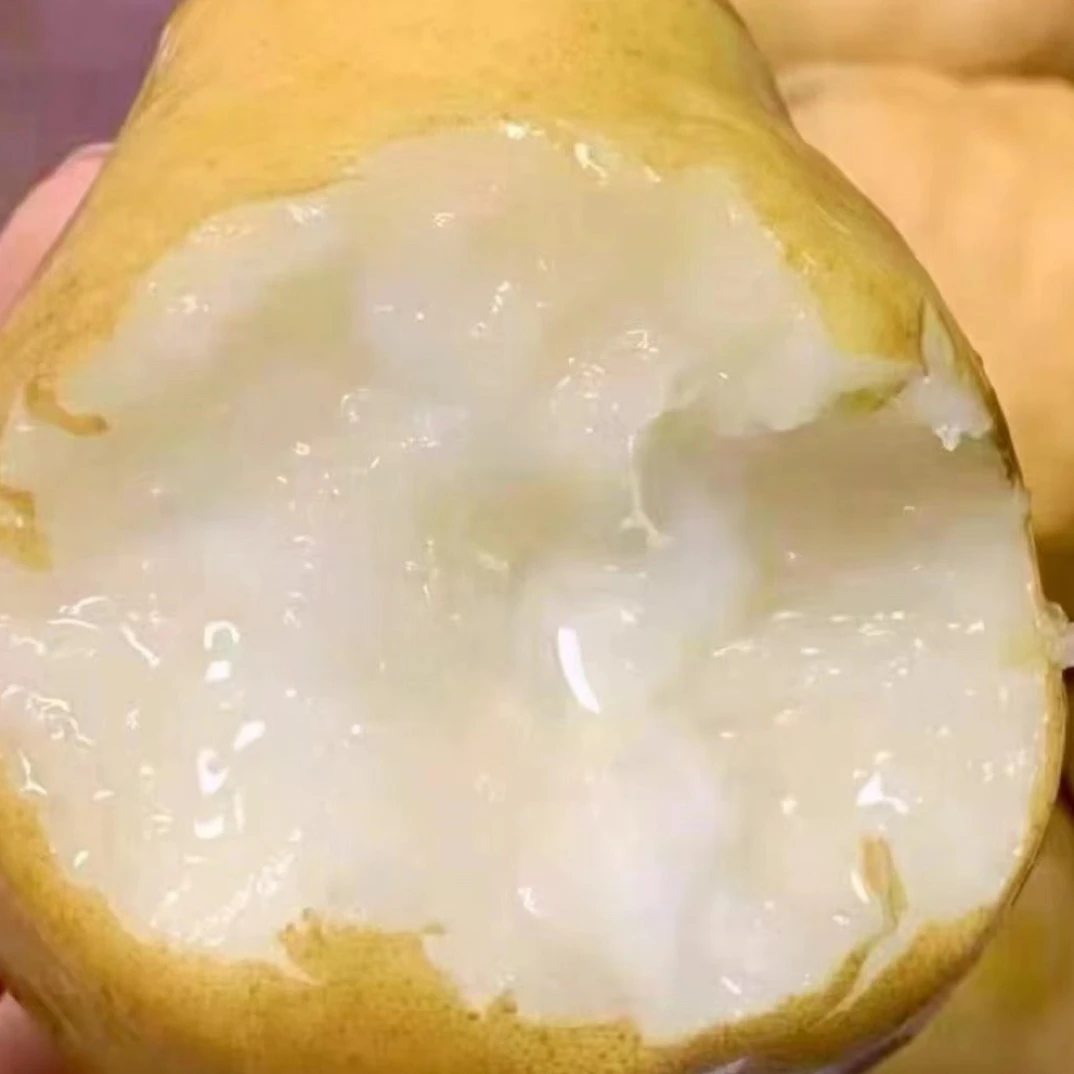 【坏果包赔】中华丑梨5斤装现货