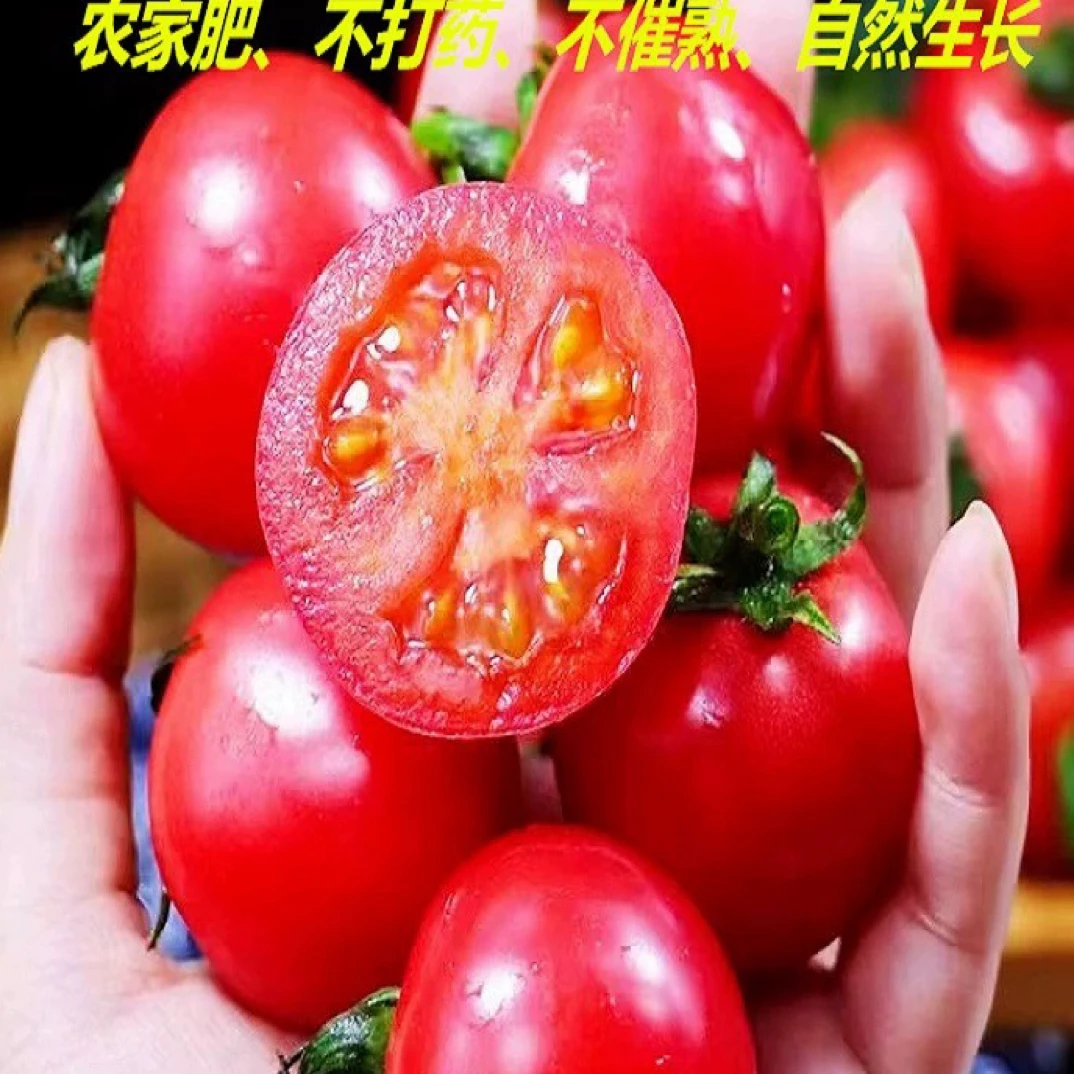 【坏果包赔】千禧小番茄2.5斤装现货