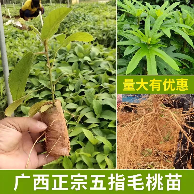 广西五指毛桃苗 正宗五叉虎树 优良中药材种植产地带土发货易成活