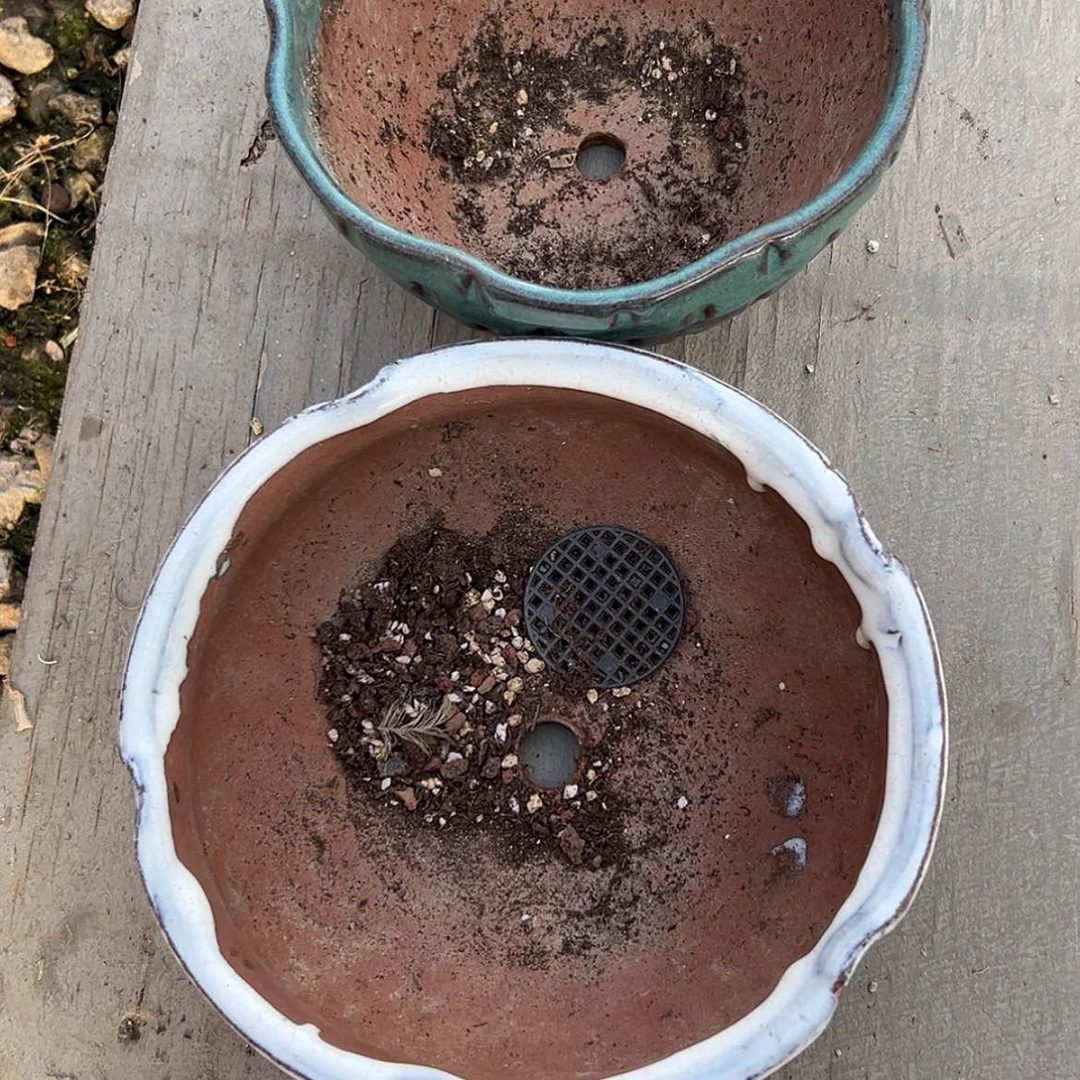 【闪购商品】冬***榴盆多肉