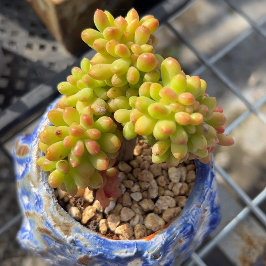 春萌缀（满38包邮）多肉