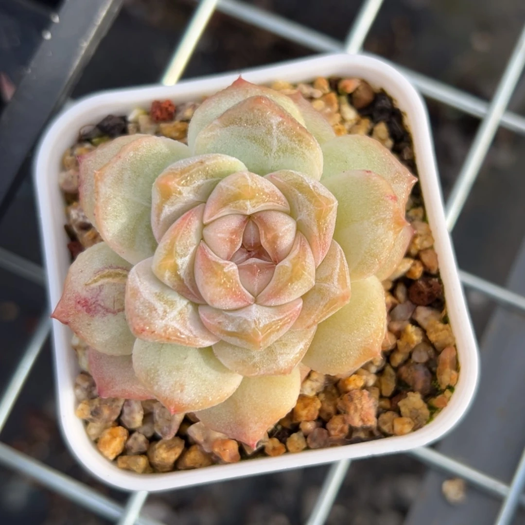 【闪购商品】香*粉钻单头