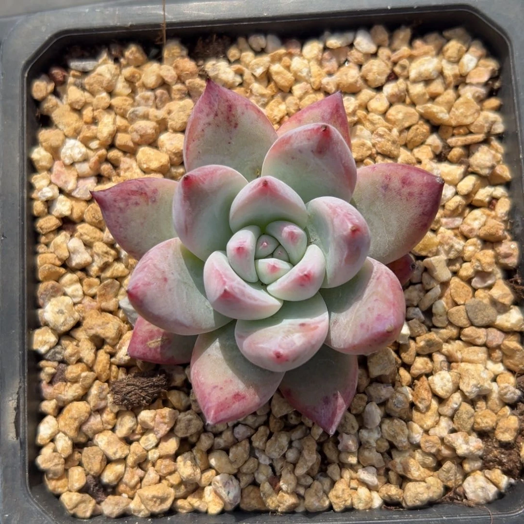 野卡精控多肉38包邮