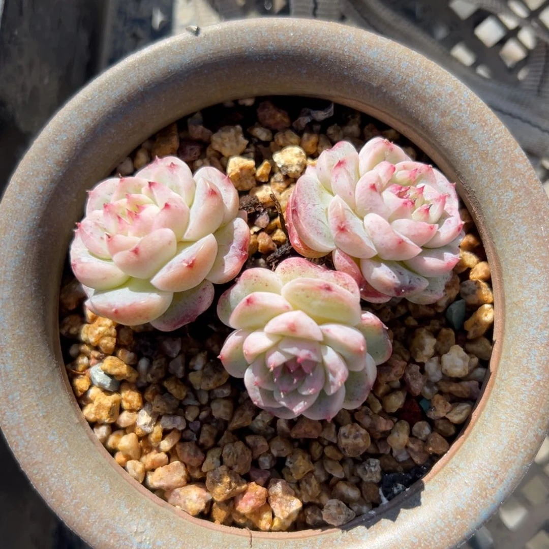 韩鹅精控多肉38包邮