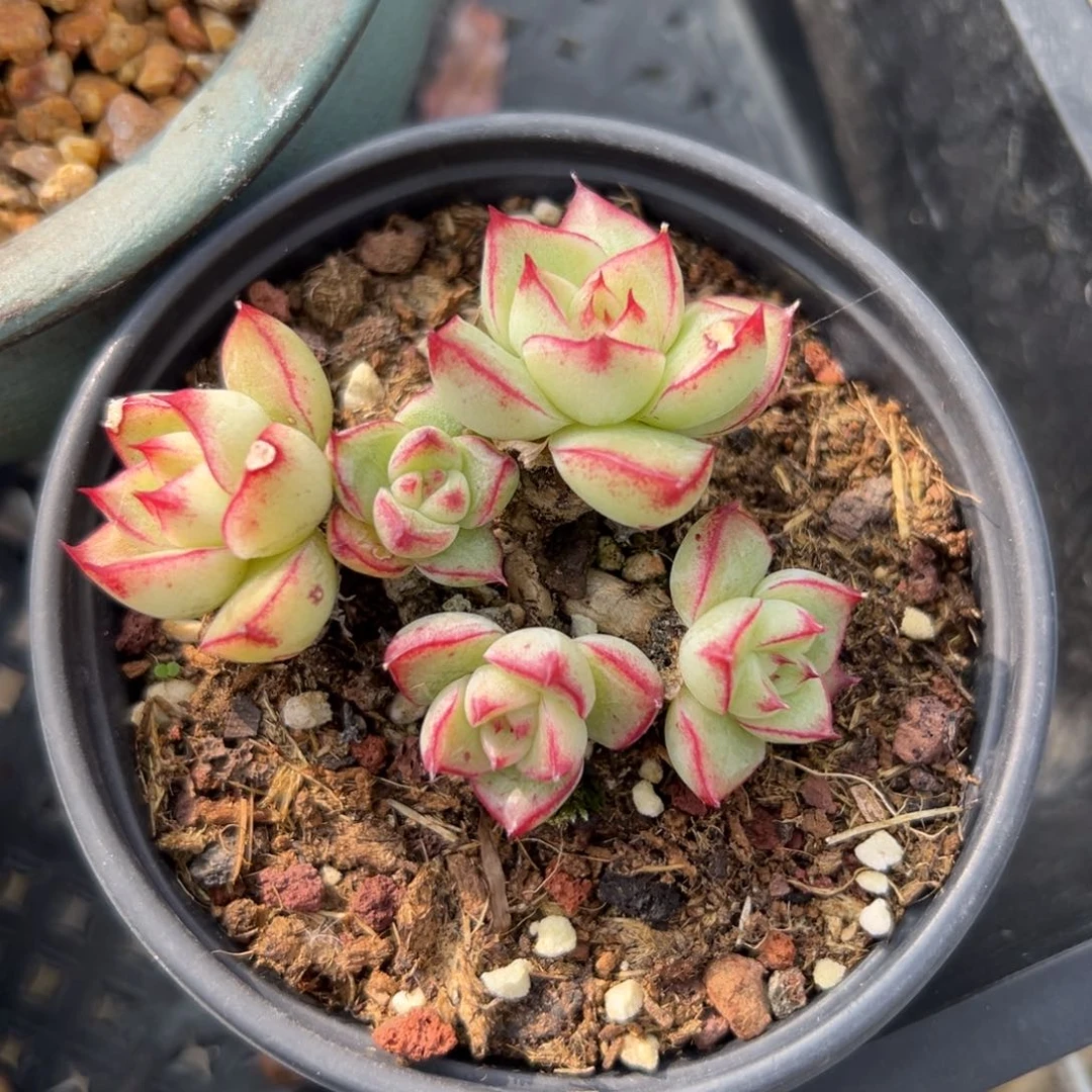 梦幻女王（满38包邮）多肉