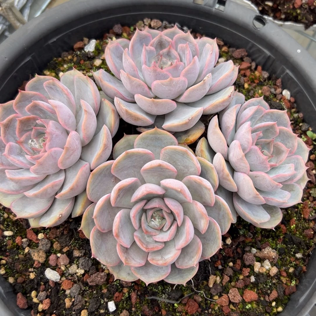 香*菲欧娜（满38包邮）多肉