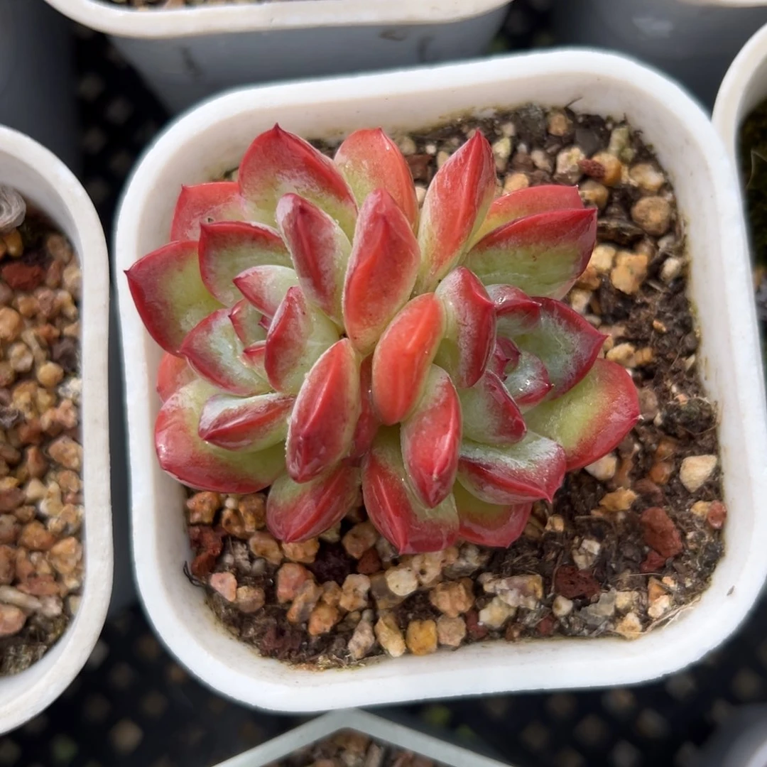 雪夜精控多肉38包邮