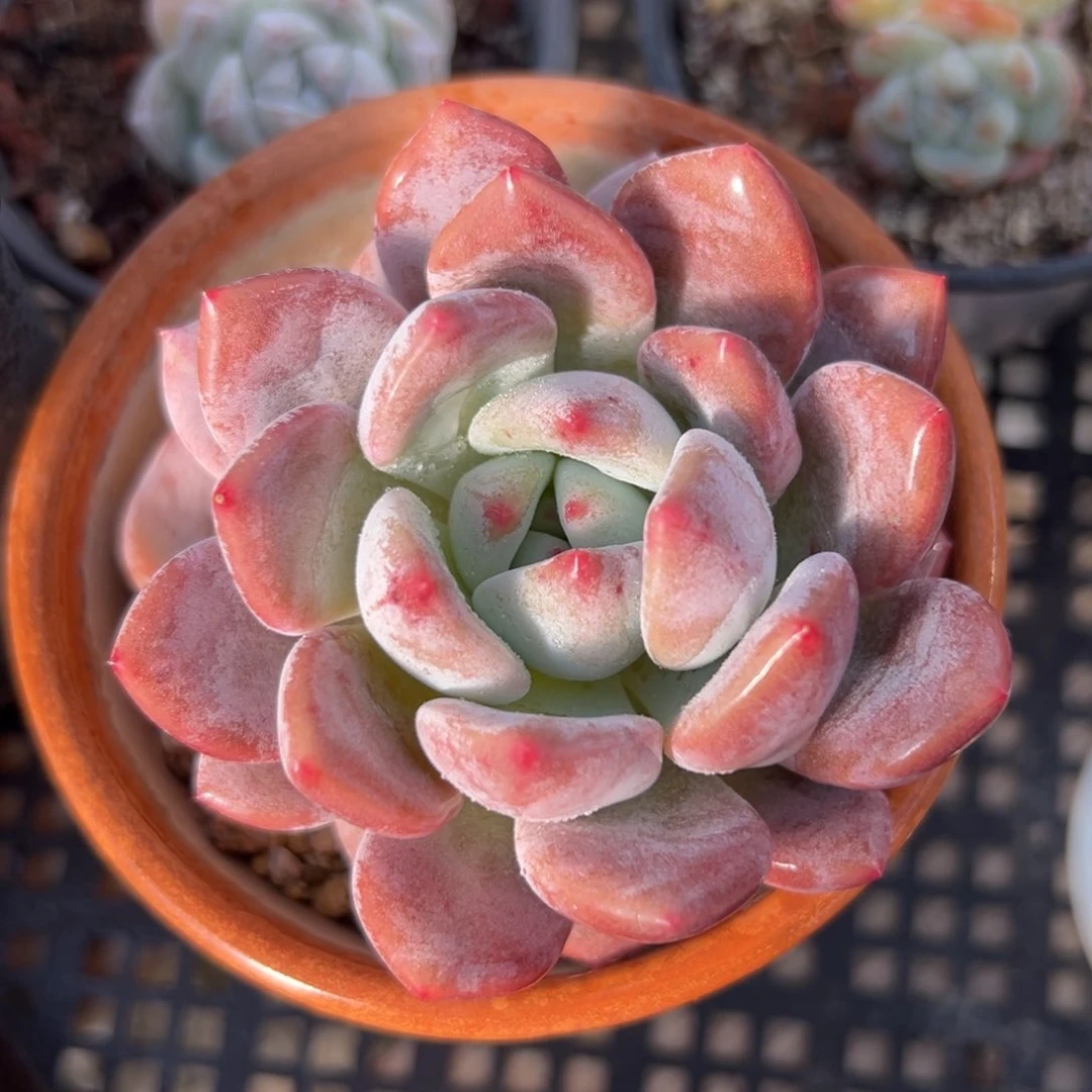 OP冰玉（满38包邮）多肉