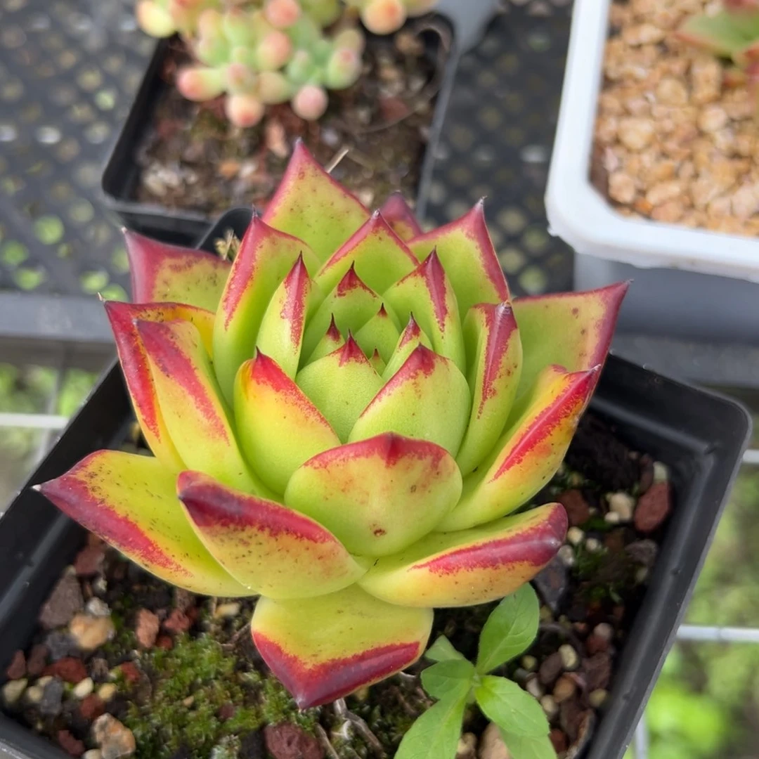 口红（38包邮一物一拍减子）