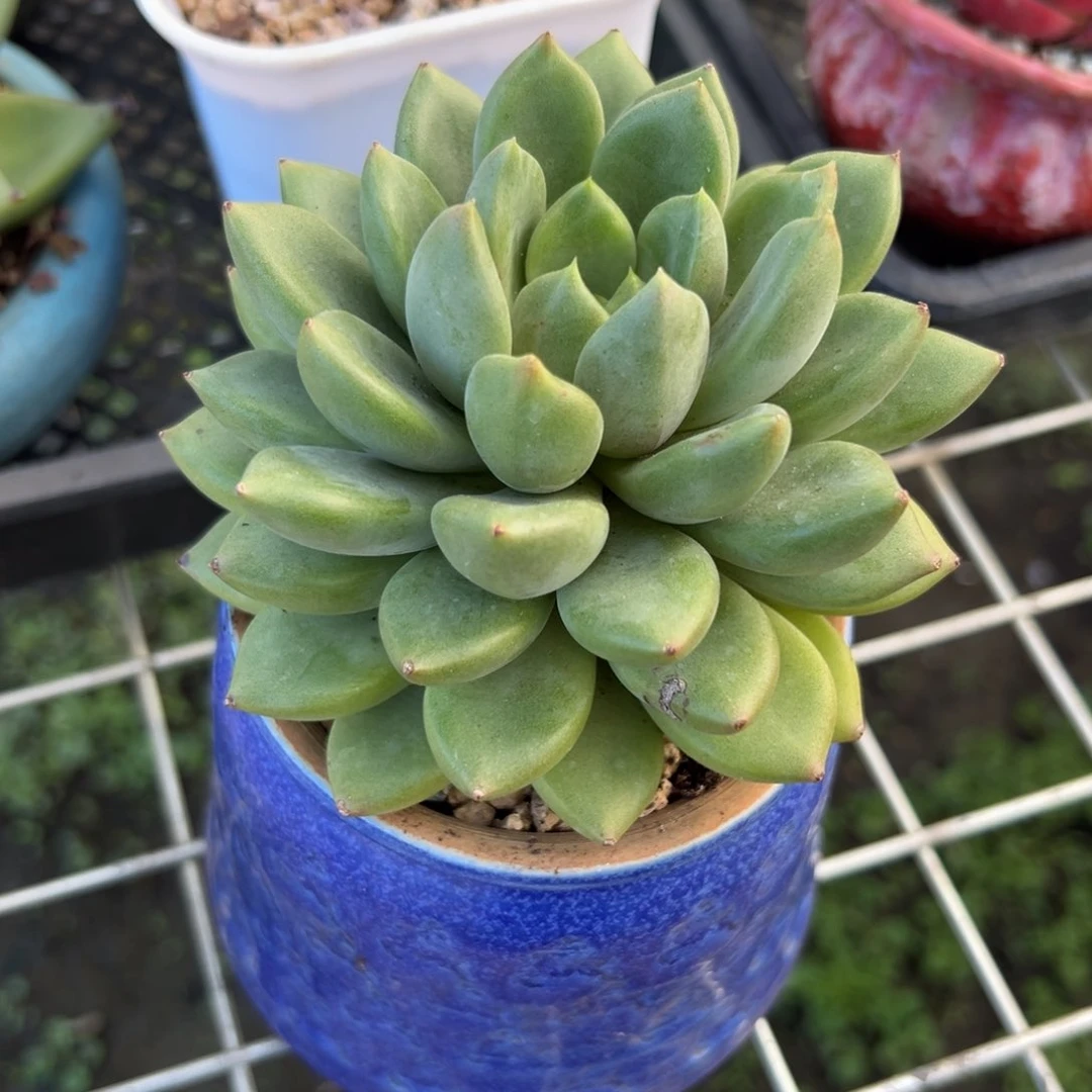 象牙（38包邮一物一拍减子）