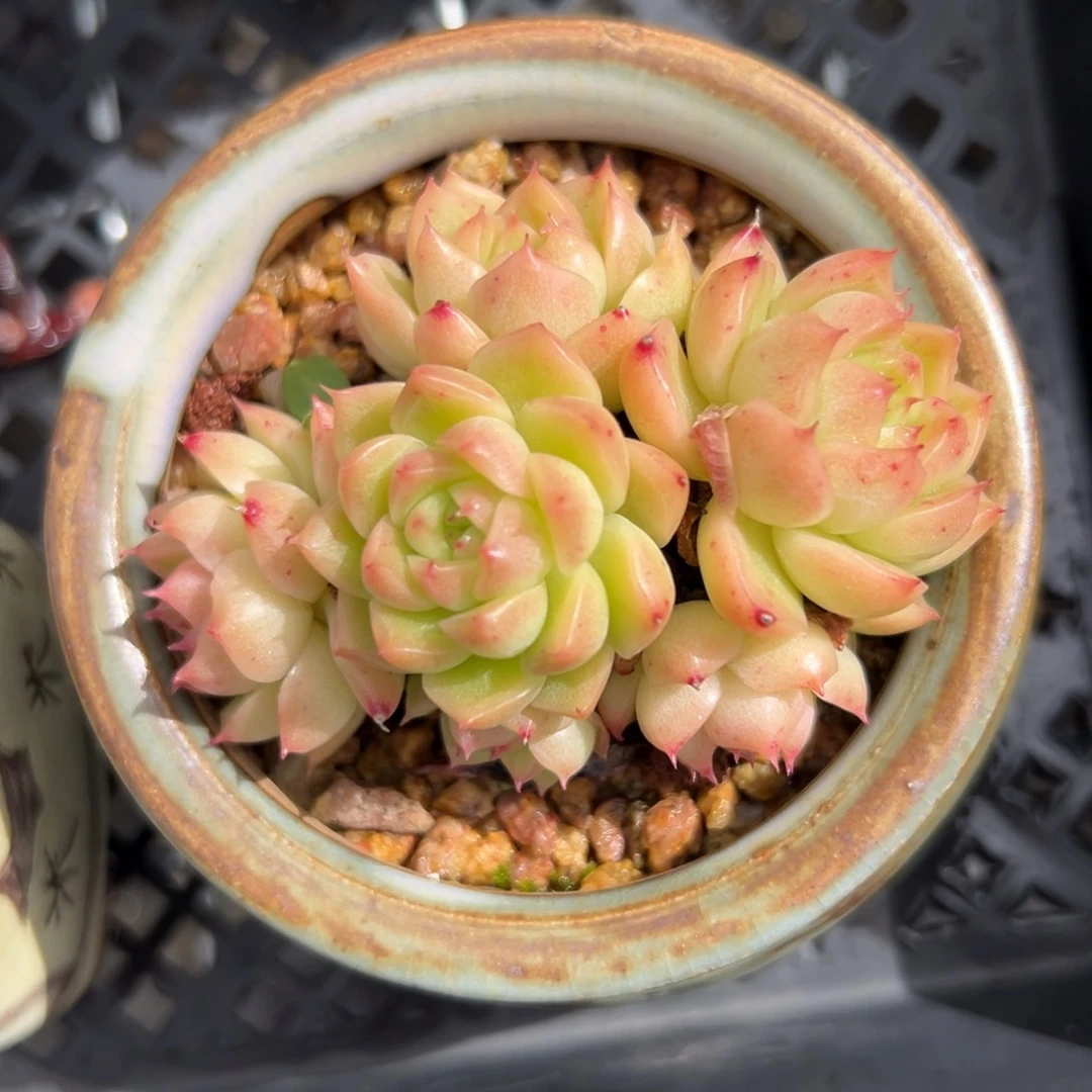 麦秆精控多肉38包邮