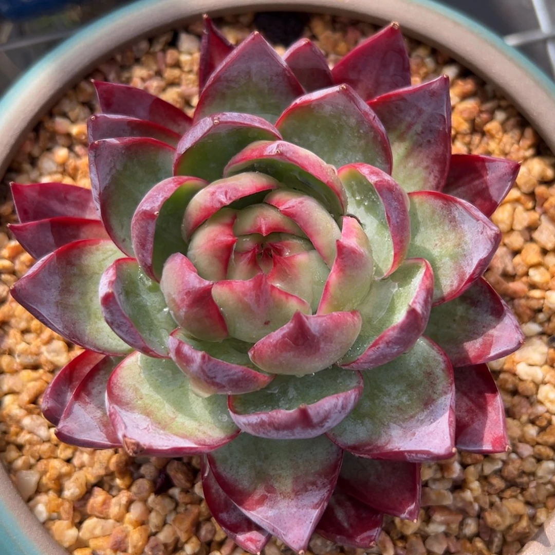 惊鸿仙子（满38包邮）多肉