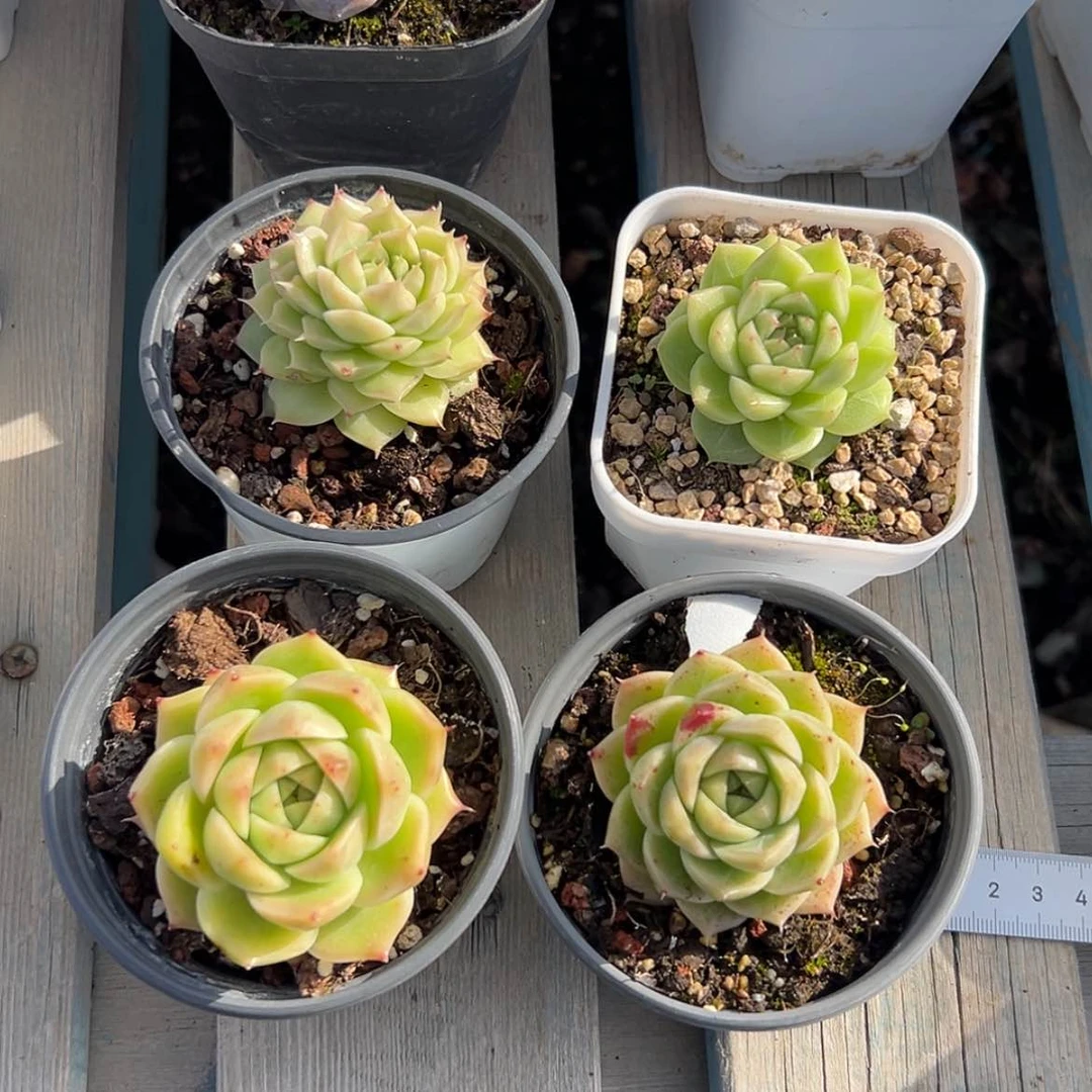 【闪购商品】?****?麦秆四颗