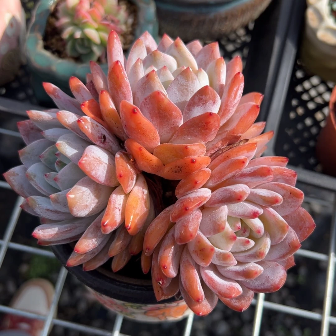 橙梦露（满38包邮）多肉