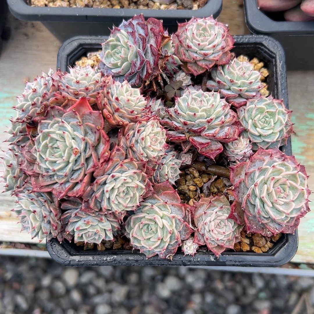【闪购商品】?****?海冰格瑞