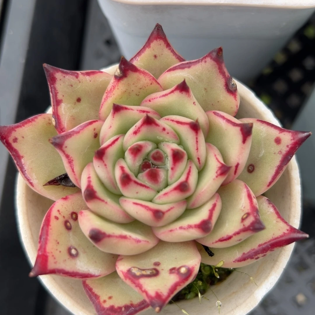 海库（满38包邮）多肉