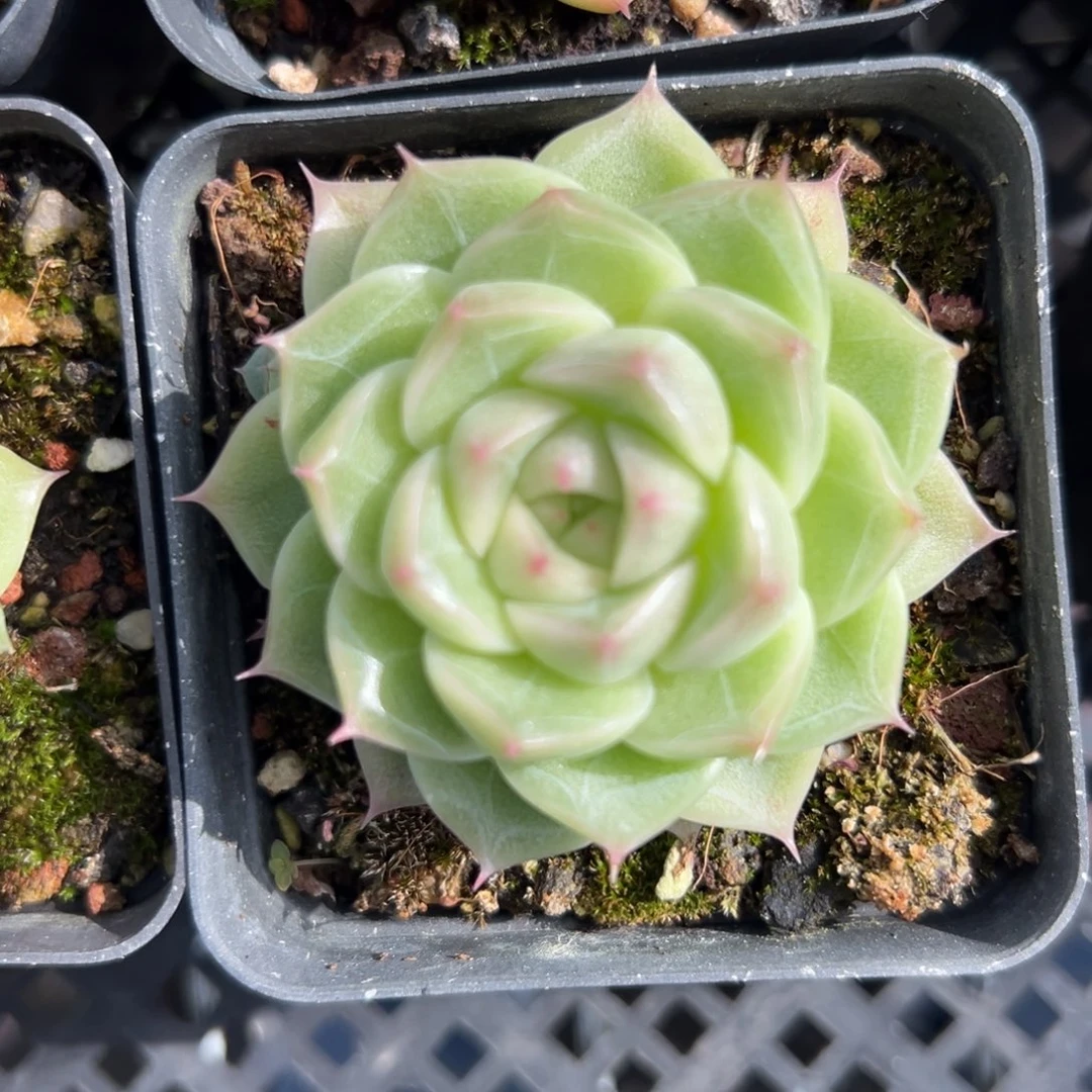 麦秆精控多肉38包邮