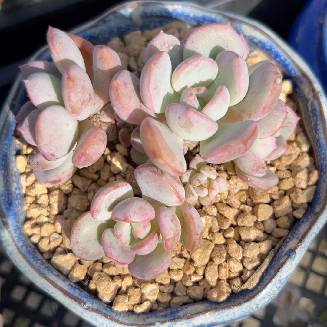 蜜桃格林（满38包邮）多肉