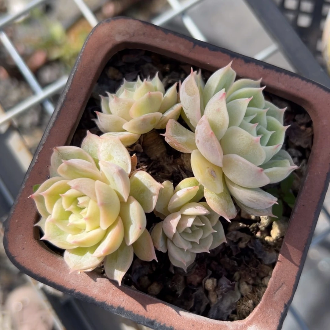 【闪购商品】黄*佩昂斯诺