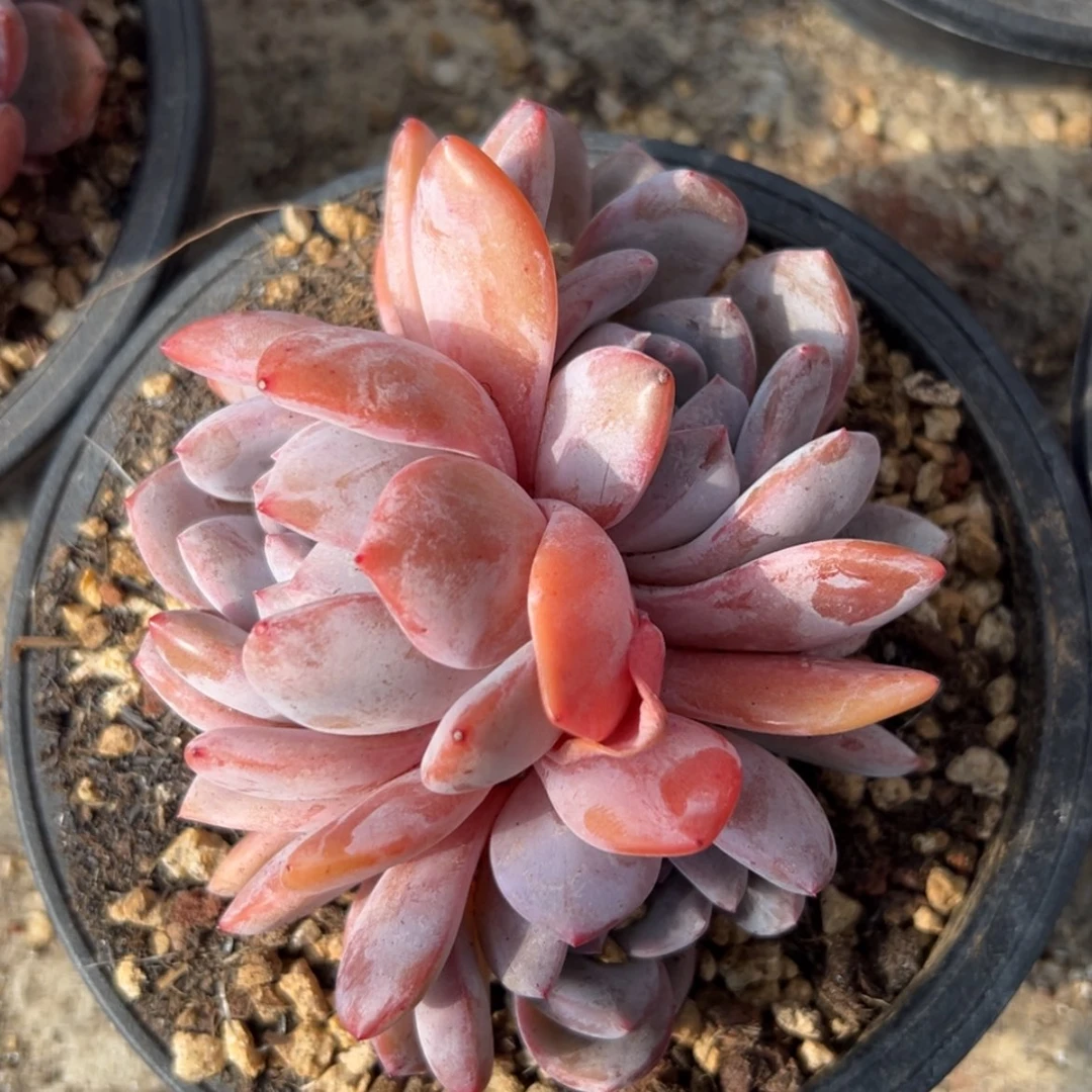 【闪购商品】橙梦露