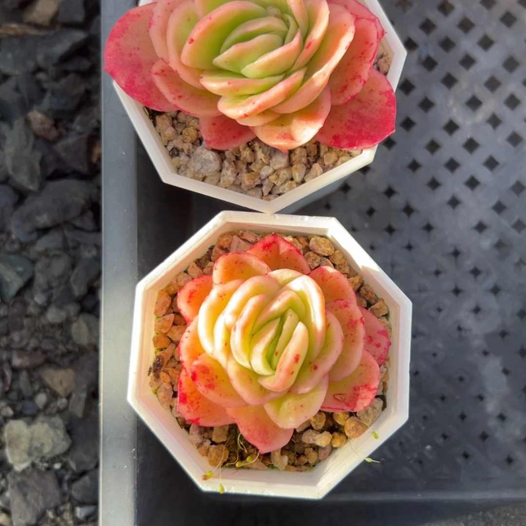【闪购商品】?****J冰玫瑰多肉2