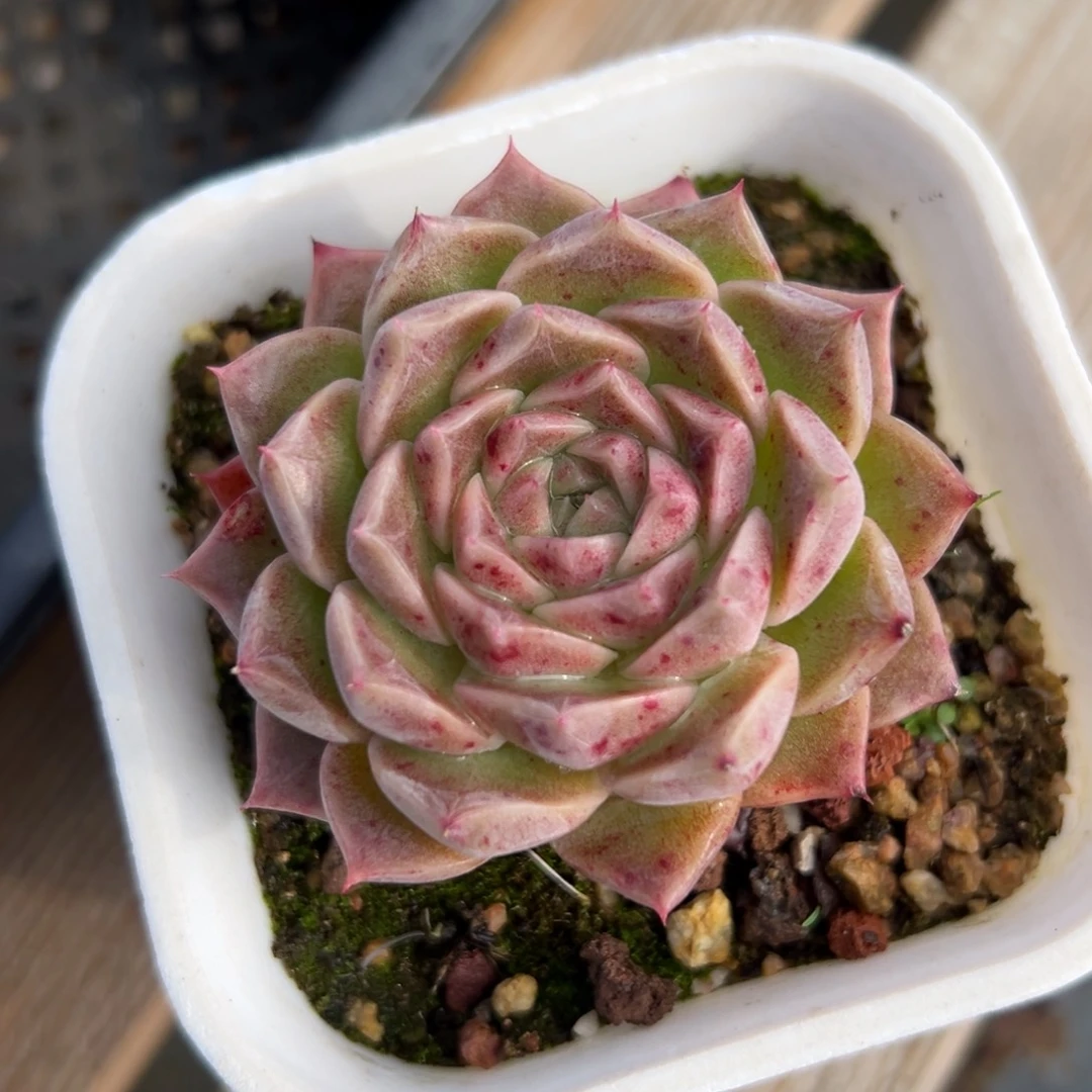 小海螺（满38包邮）多肉