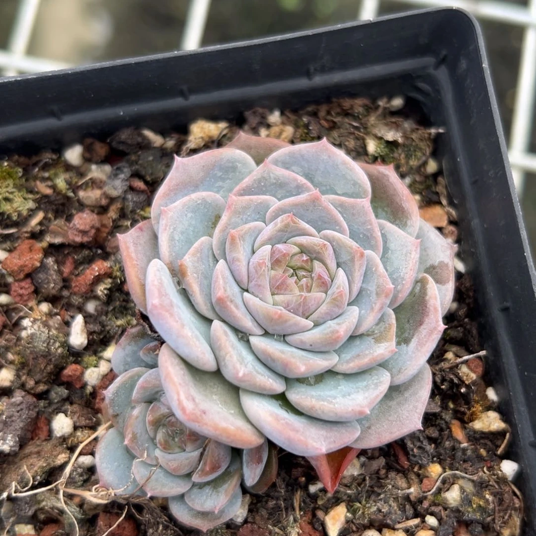 冰魄（38包邮一物一拍）