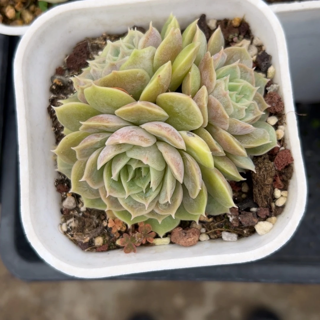 昂斯洛精控多肉38包邮