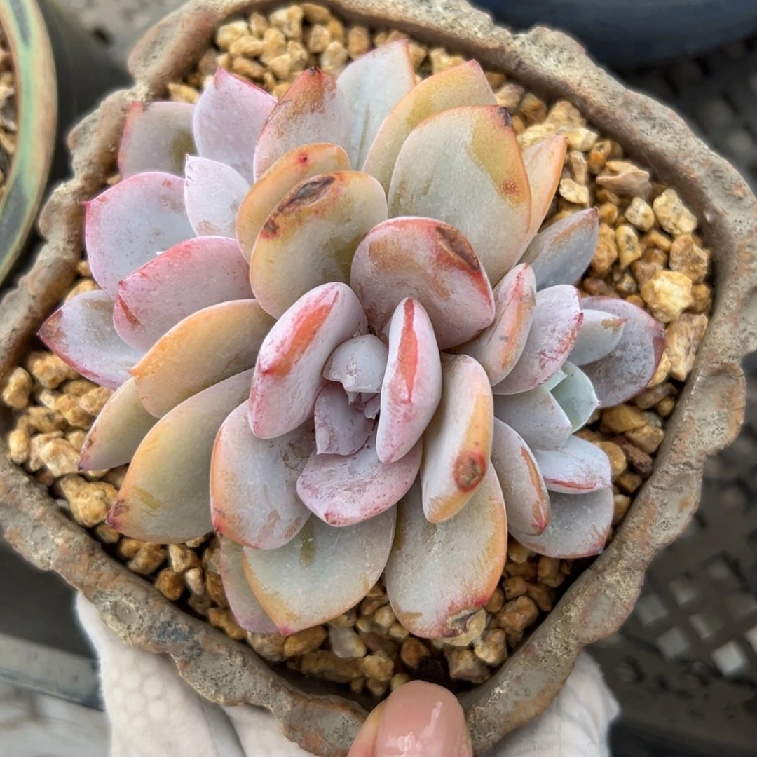 奶茶（满38包邮）多肉