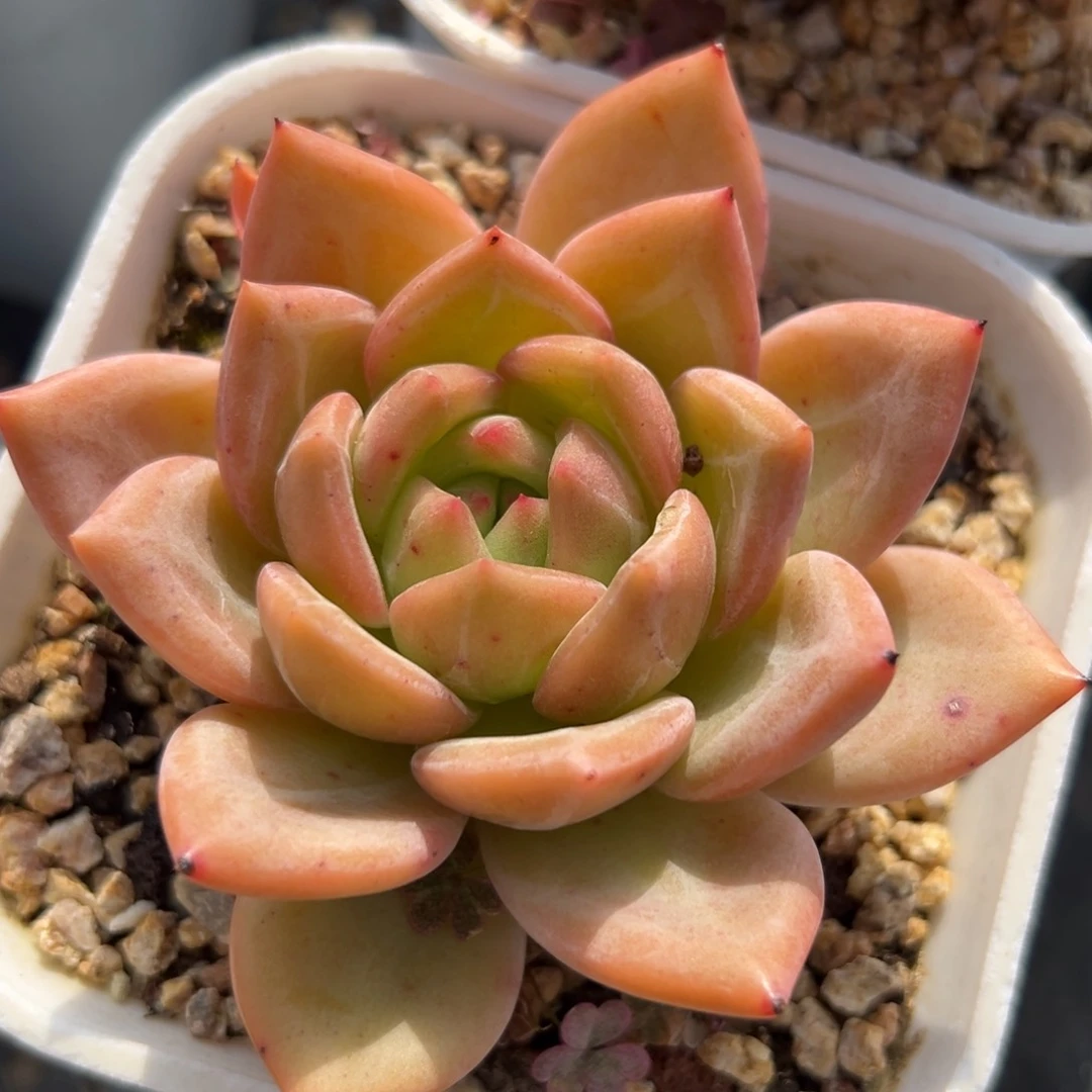 香槟（满38包邮）多肉