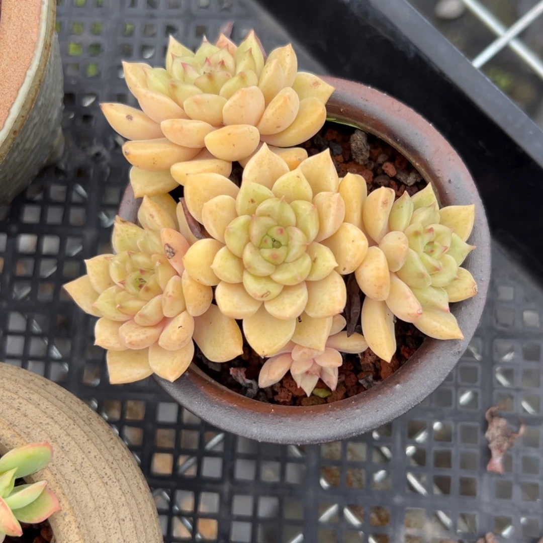 每****ʔ黄金璀璨多肉精控38包邮