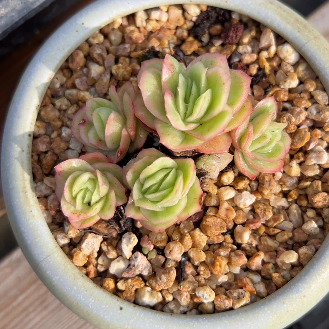 冰玫瑰（满38包邮）多肉