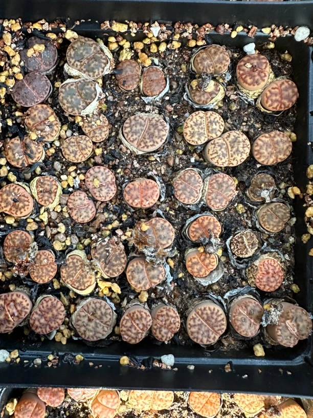 生石花 一盆计价